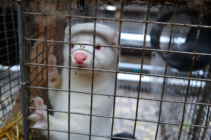 Declaring war on animals